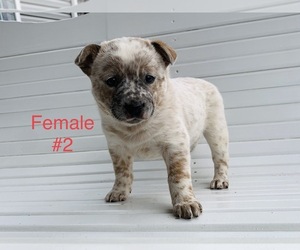 Australian Cattle Dog Puppy for sale in CUB RUN, KY, USA