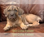 Small Photo #17 Cane Corso Puppy For Sale in LA PLATA, MD, USA