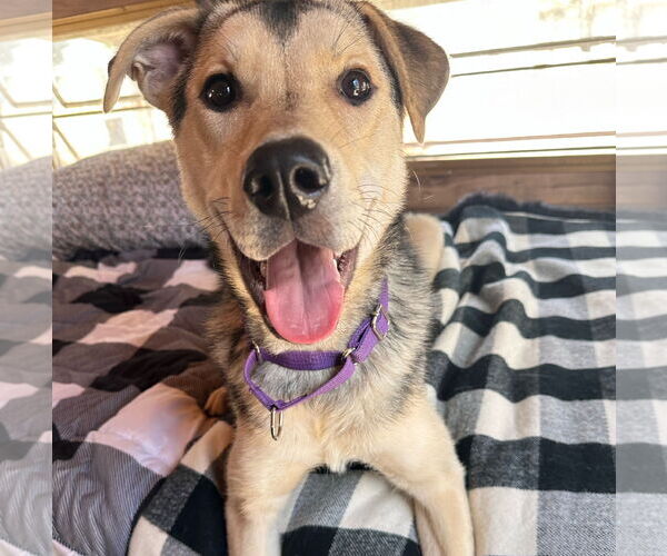 Medium Photo #3 Mutt Puppy For Sale in Brooklyn Center, MN, USA