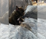Small Photo #4 French Bulldog Puppy For Sale in SANIBEL, FL, USA
