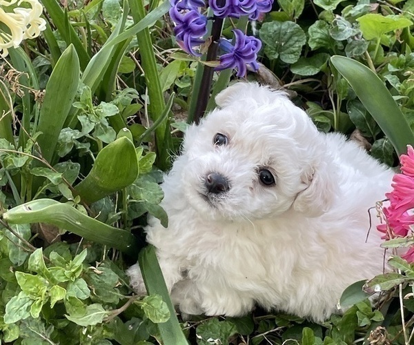 Medium Photo #14 Bichon Frise Puppy For Sale in TEHACHAPI, CA, USA