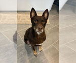 Small #3 Mutt