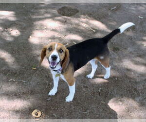 Tika - Female Beagle Dog for Adoption - Photo #6