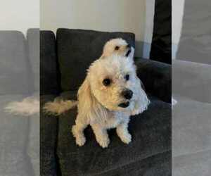 Medium Maltese Mix