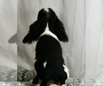 Small #2 Cavalier King Charles Spaniel