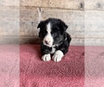 Small #14 Border Collie