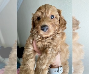 Aussiedoodle Miniature -Poodle (Miniature) Mix Puppy for sale in TULSA, OK, USA