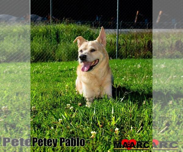 Medium Photo #4 Carolina Dog-Unknown Mix Puppy For Sale in Maryville, TN, USA