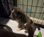 Small #20 Miniature Australian Shepherd