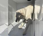 A663846 - Male Labrenees Dog for Adoption - Small photo