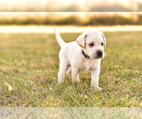 Medium Photo #2 Labrador Retriever Puppy For Sale in KALONA, IA, USA