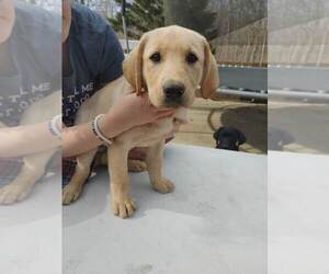 Labrador Retriever Puppy for sale in TRINITY, NC, USA