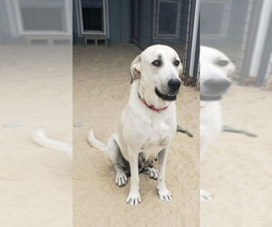 Anatolian Shepherd-Great Pyrenees Mix Dogs for adoption in PEYTON, CO, USA