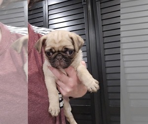 Pug Puppy for sale in ANDOVER, MN, USA
