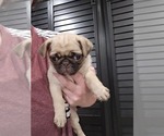 Small Pug