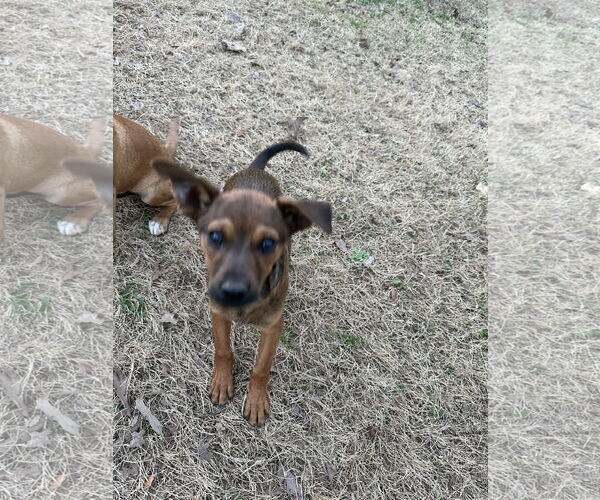 Medium Photo #3 Chihuahua-Unknown Mix Puppy For Sale in Ball Ground, GA, USA