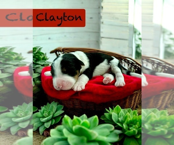 Medium Photo #1 Bernedoodle-Poodle (Standard) Mix Puppy For Sale in MENIFEE, CA, USA