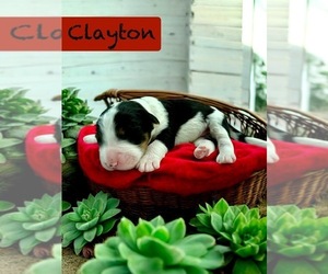 Bernedoodle-Poodle (Standard) Mix Puppy for sale in MENIFEE, CA, USA