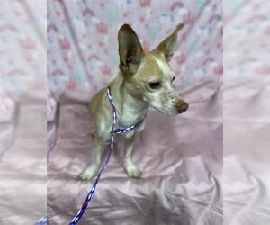 Chihuahua-Unknown Mix Dogs for adoption in Modesto, CA, USA