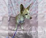 Small Chihuahua Mix