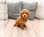 Small #2 Cavapoo (Standard)