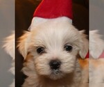Small Photo #1 Maltese Puppy For Sale in MOMEYER, NC, USA