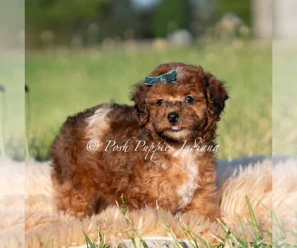 Medium Photo #117 Poodle (Toy) Puppy For Sale in WARSAW, IN, USA