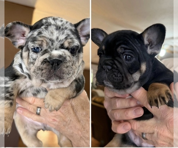 Medium Photo #1 French Bulldog Puppy For Sale in CORDOVA, AL, USA