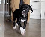 Small #6 Colonial Cocker Spaniel Mix