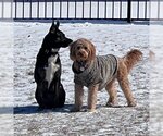Small #20 American Pit Bull Terrier-German Shepherd Dog Mix