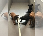 Small Photo #3 Belgian Malinois Puppy For Sale in VACAVILLE, CA, USA
