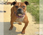 Small #3 Bull-Boxer
