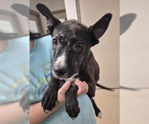 Mutt Dogs for adoption in Decatur, IL, USA