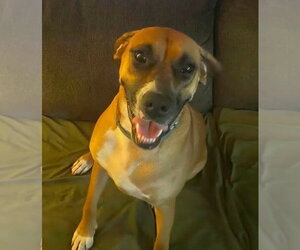 June - FOSTER OR ADOPT ME!! - Female Boxer-Unknown Mix Dog for Adoption - Photo #3