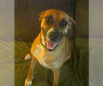 Small Photo #3 Boxer-Unknown Mix Puppy For Sale in Burnsville, MN, USA