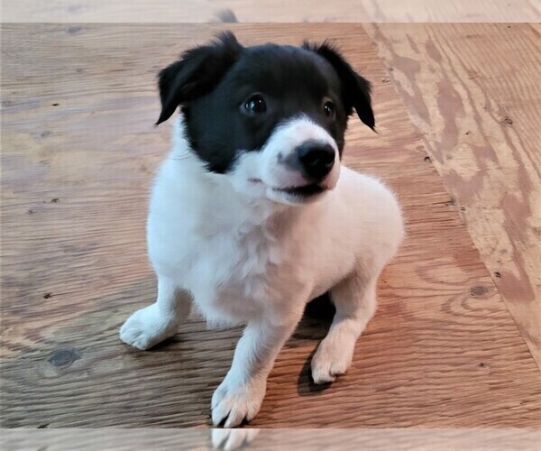Medium Photo #2 Border Collie Puppy For Sale in BERWICK, PA, USA