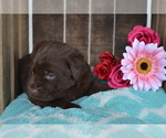 Small Photo #30 Labrador Retriever Puppy For Sale in GREENWOOD, WI, USA