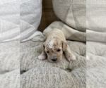 Small #2 Bichpoo