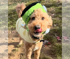 Bentley - Male Labradoodle Dog for Adoption - Photo #4