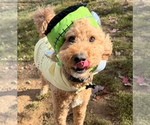 Small #3 Labradoodle