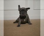 Small Photo #3 French Bulldog Puppy For Sale in ELLENWOOD, GA, USA