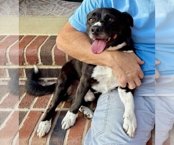 Medium Photo #2 Mutt Puppy For Sale in Mooresville, NC, USA