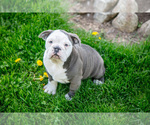 Puppy Marley English Bulldog-Olde English Bulldogge Mix
