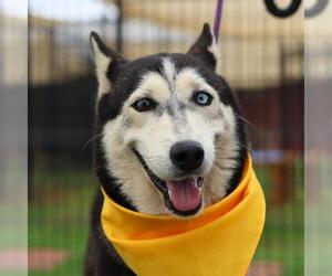 Siberian Husky Dogs for adoption in San Antonio, TX, USA