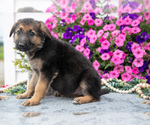 Small #1 German Shepherd Dog