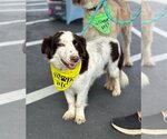 Small Photo #3 English Springer Spaniel-Unknown Mix Puppy For Sale in Newport Beach, CA, USA