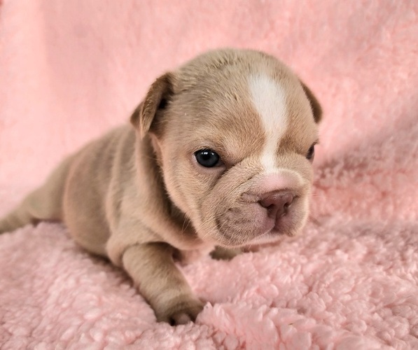 Medium Photo #3 French Bulldog Puppy For Sale in LAS VEGAS, NV, USA