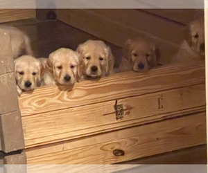 Golden Retriever Puppy for sale in CASTLE ROCK, CO, USA