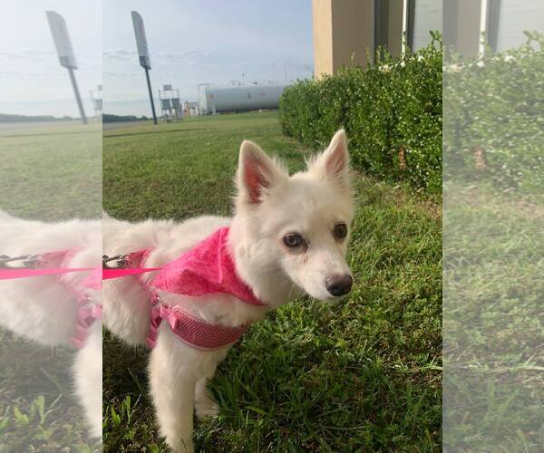 Medium Photo #12 American Eskimo Dog Puppy For Sale in Pikesville, MD, USA