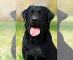 Image preview for Ad Listing. Nickname: Shadow